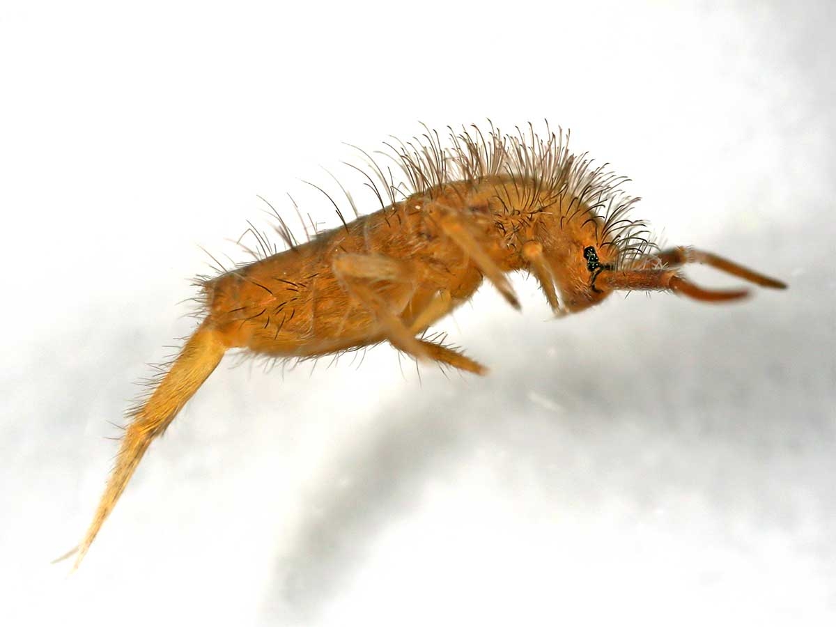 Autres insectes | Les exterminateurs experts de l'Outaouais