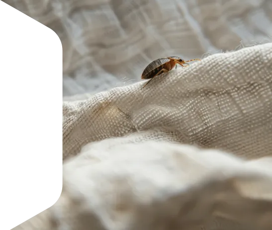 avantageMikeroyv2