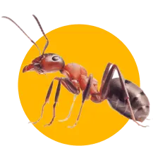 pestCharpentiere